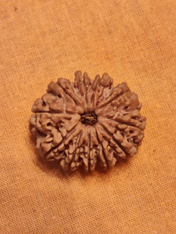 Unlock the Power of 11 Mukhi Rudraksha - Spiritual Mastery with Brahmatells by Brahmatells