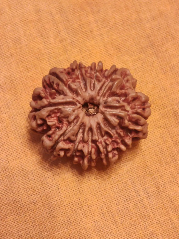 Unlock the Power of 11 Mukhi Rudraksha - Spiritual Mastery with Brahmatells by Brahmatells