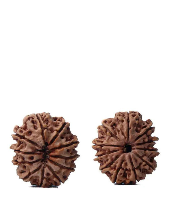 Unlock the Power of 11 Mukhi Rudraksha - Spiritual Mastery with Brahmatells by Brahmatells
