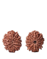 Unlock the Power of 11 Mukhi Rudraksha - Spiritual Mastery with Brahmatells by Brahmatells