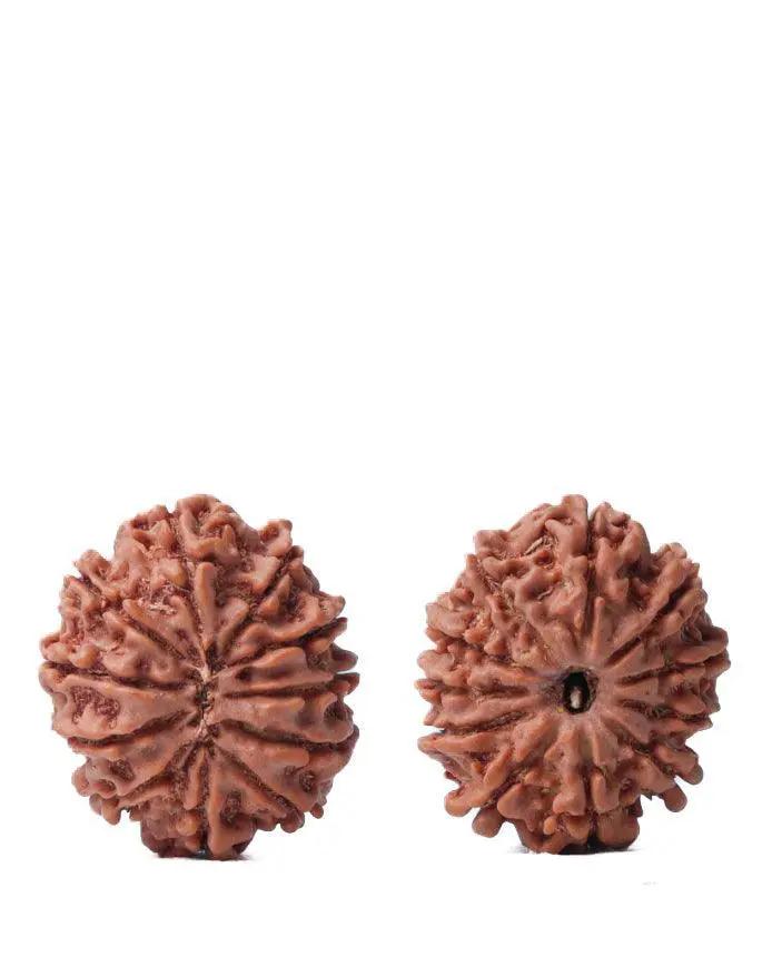 Unlock the Power of 11 Mukhi Rudraksha - Spiritual Mastery with Brahmatells by Brahmatells