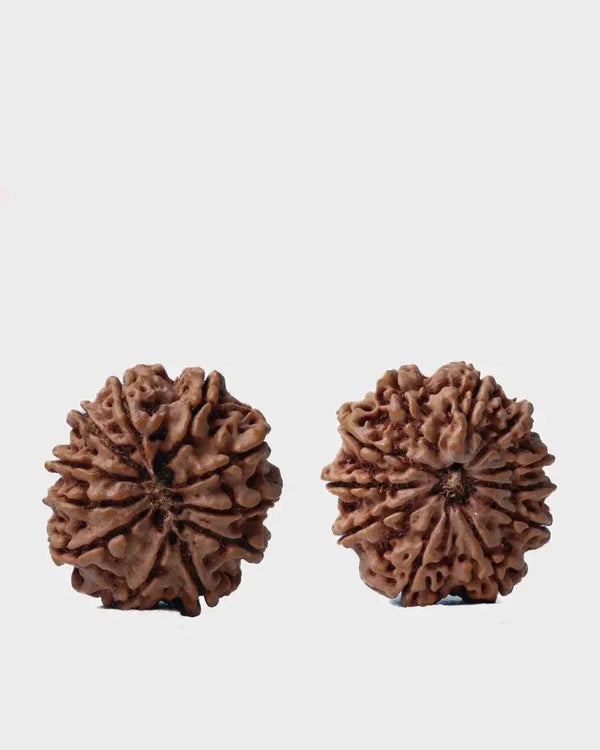 Unlock the Power of 11 Mukhi Rudraksha - Spiritual Mastery with Brahmatells by Brahmatells