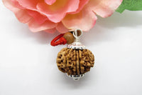 13 Mukhi Rudraksha Bead for Taurus Zodiac – Sourced from Nepal | Brahmatells by Brahmatells