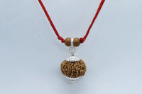 13 Mukhi Rudraksha Bead for Taurus Zodiac – Sourced from Nepal | Brahmatells by Brahmatells