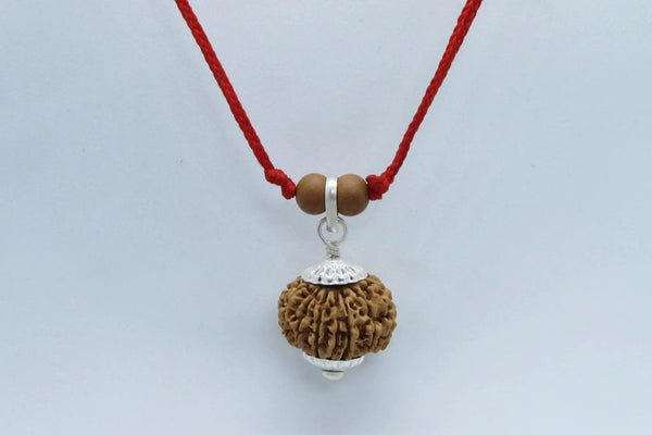 13 Mukhi Rudraksha Bead for Taurus Zodiac – Sourced from Nepal | Brahmatells by Brahmatells